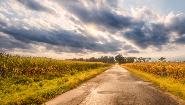 Image of a rural road between a cornfield